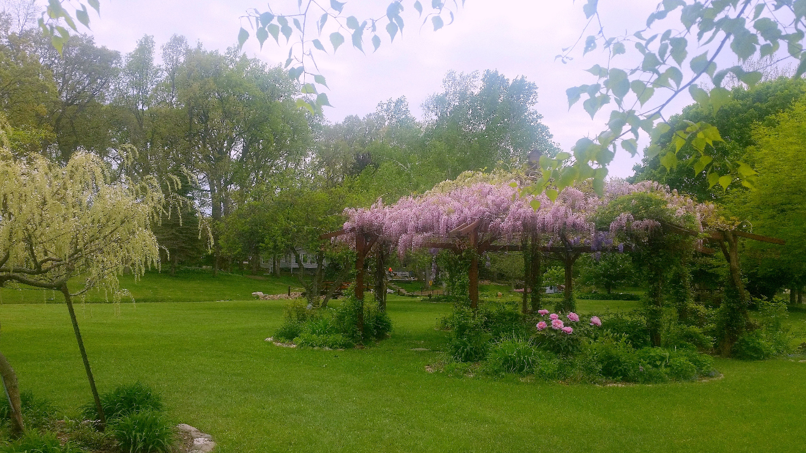 WISTERIA IN BLOOM ATOP FLOWERING GAZEBO; TREE PEONY IN BLOOM